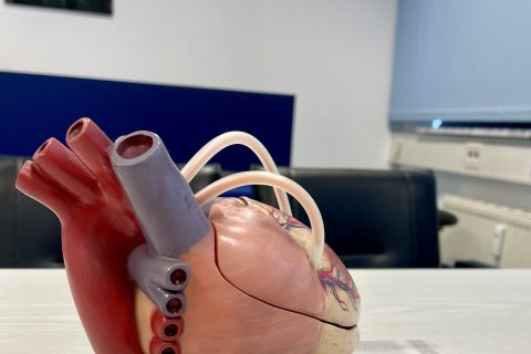 Anatomisches Herzmodell im Besprechungszimmer der kardiologischen Facharztpraxis zur Veranschaulichung der Echokardiographie in Augsburg.